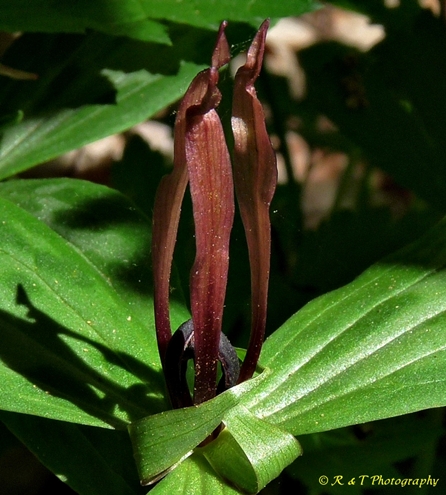 {Trillium lancifolium}